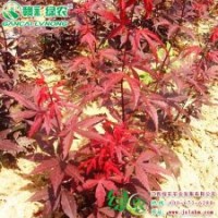 欧罗红枫 三季红信息 欧罗红枫报价 欧罗红枫图片|江西绿农