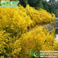 黄金香柳 彩柳小苗供应包成活