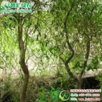 美国变色龙柳2号 彩柳小苗供应包成活