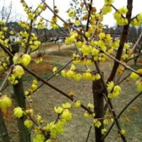 腊梅花怎么养腊梅价格_腊梅花的功效与作用