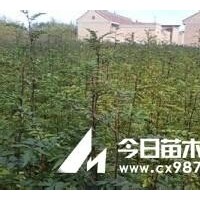 花椒苗，核桃苗，桃树苗