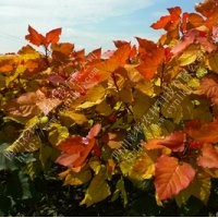 红霞杨，金红杨，彩色植物，彩杨，全红杨，中红杨，彩杨农林