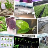 出售竹柳,9901柳， 高峰竹柳，竹柳3号，美国竹柳，速生星柳，渤