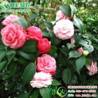 十八学士茶花 花色美丽 较耐热 国内传统名贵品种 十八学士茶花树