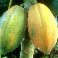 供应优质木瓜苗/文冠苗