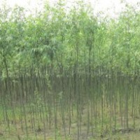 2公分柳树苗