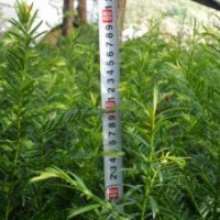 湖南地区超低价供应南方红豆杉苗