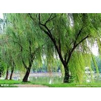柳树苗供应，柳树苗批发，柳树苗价格