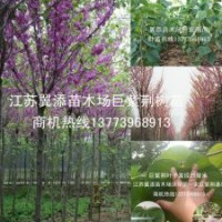 开花绚烂生长迅速只有巨紫荆树苗