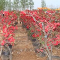 白兰地海棠、皇家雨点海棠、木瓜海棠