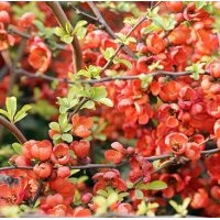 供应西府海棠、东红海棠、绚丽海棠