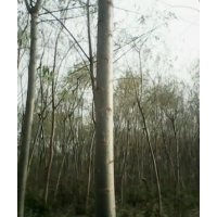 出售107速生杨树苗速生柳垂柳白蜡等绿化苗