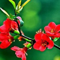 供：西府海棠、东红海棠、红丽海棠