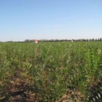 山西绛县低价供应文冠苗