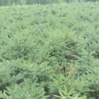 甘肃云杉甘肃油松