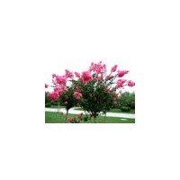 2015山东泰东苗圃供应优质樱花苗木>>种植基地樱花苗木，欢