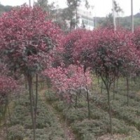 红叶石楠小苗，2-15cm低价直销详电询。