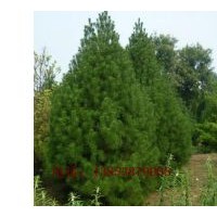 红叶碧桃树苗龙珠碧桃树苗价格信息-种植地址在山东省泰安市...