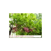 保定洋槐价格、保定刺槐价格