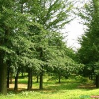 2-18公分刺槐 南阳苗木