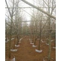 供应白兰、宫粉紫荆、菩提树、黄桷兰、蓝兰楹