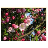 北美海棠苗如何提高生长质量