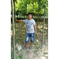 周口楸树苗，3公分楸树