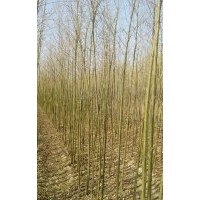 柳树苗插穗母根黑龙江海伦李红18745517583