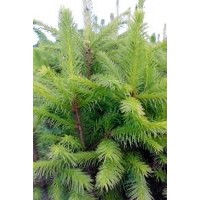 供应 红皮云杉 青白千20-30及以上规格