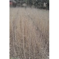 白腊小苗，河南白腊小苗，白腊小苗基地