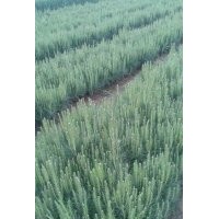 火炬松小苗，河南火炬苗基地