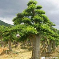 垂柳，速生柳，黄柳，毛白杨，国槐，白蜡，法桐，榆树椿树合欢