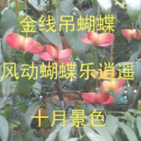 陕西乡土树种--金线吊蝴蝶