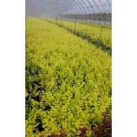 出售金叶榆营养钵苗10万