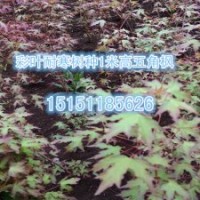 热销的五角枫苗2年生五角枫小苗价格五角枫小苗供应商