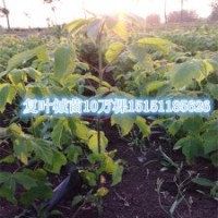 生长速度快2014年热销的复叶槭苗价格复叶槭小苗