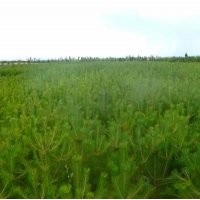 耐旱耐寒黑松_价格￥42.00/棵价格