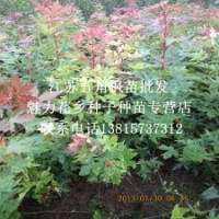 彩叶树小苗五角槭高度0.5-1米也叫五角枫苗