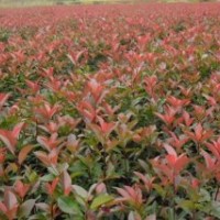 晴空苗木种植园种植的红叶石楠色泽鲜艳,成活率高