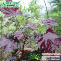 红国王挪威槭小苗 红国王挪威槭 红枫树苗 树形优美 价格实惠