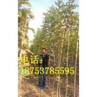 1.5公分白蜡小苗