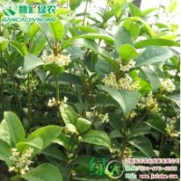 天香台阁 四季开花 香气浓郁 桂花小苗供应包成活—江西绿农发展