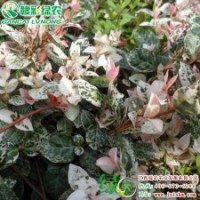 五彩络石小苗供应 五彩络石 树形优美 品种纯正|江西绿农发展有限