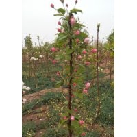 当年开花的八棱海棠小苗