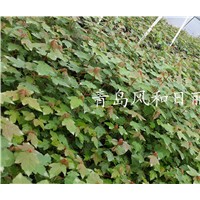 供应美国红点红枫小苗