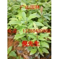 大量供应金丝楠木苗、红豆杉苗、桂花苗、竹柏苗、银杏