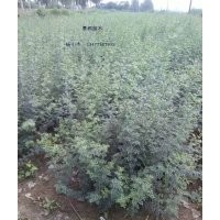 对节白蜡下山苗 对节白蜡原生苗 对节白蜡扦插苗