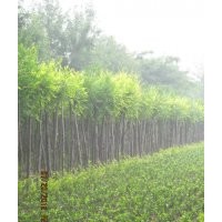 河北深州北四王低价供应矮接，高接金叶榆