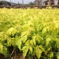 销售（金叶复叶槭）小苗