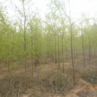 保定垂柳、保定柳树